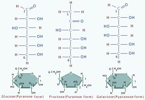 carbohydrates monomer