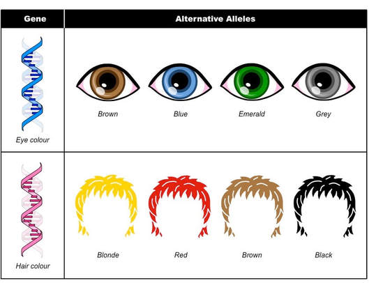Genetic Basis of Blonde Hair Color - wide 7