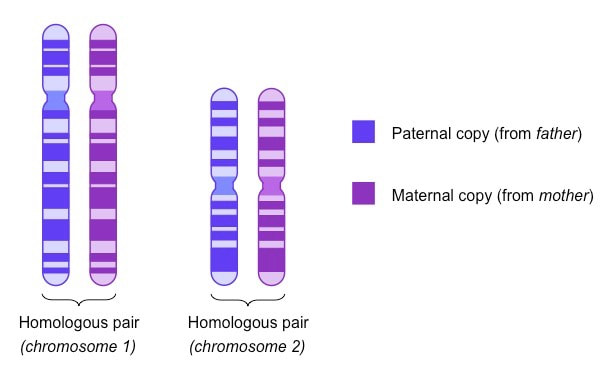 What Is A Homologous Pair