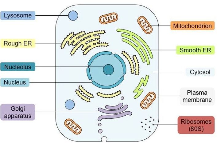 Printable Animal Cell Diagram – Labeled, Unlabeled, and Blank – Tim's  Printables