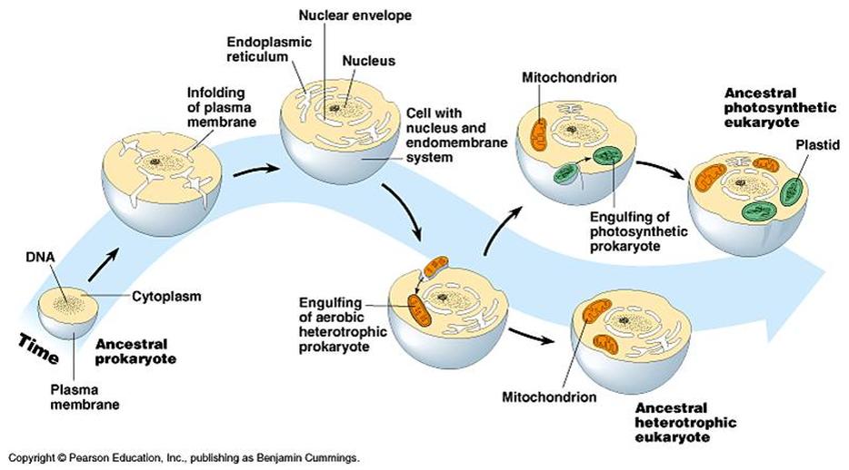 Overview of the process of endosymbiosis. 