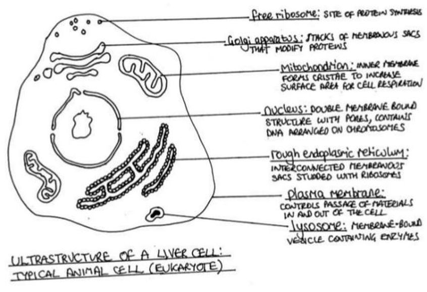 Eukaryotic Cell Stock Illustrations – 932 Eukaryotic Cell Stock  Illustrations, Vectors & Clipart - Dreamstime