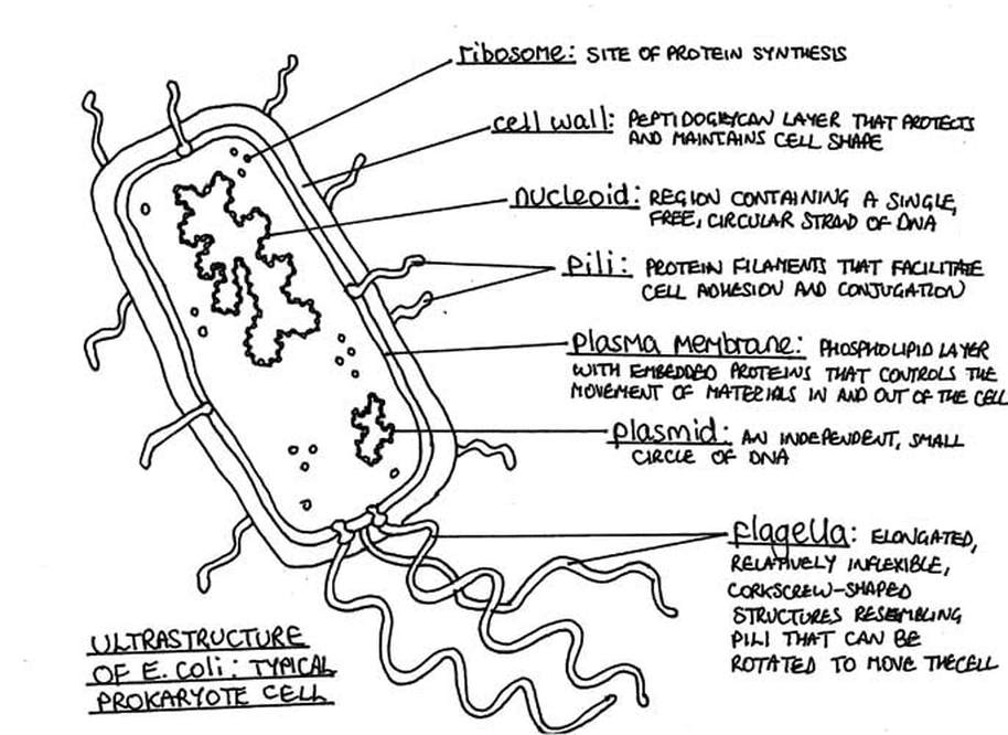 simple prokaryotic cell diagram
