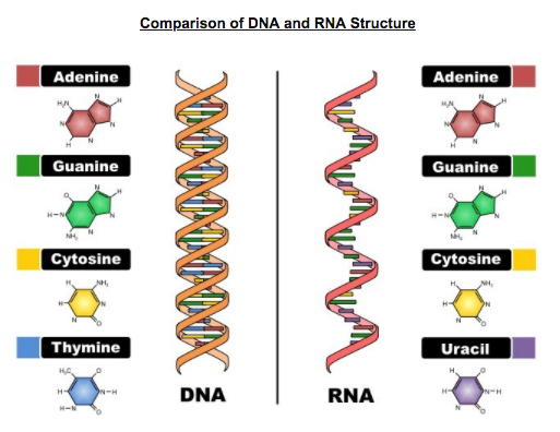 2 6 Dna Rna Structure