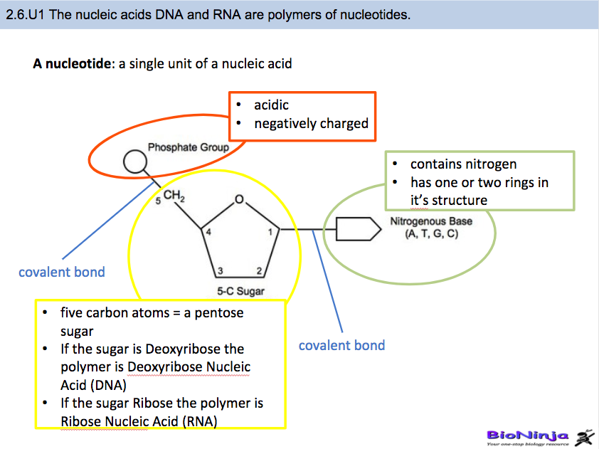 2 6 Dna Rna Structure